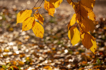 Abstract autumnal backgrounds for your design. Autumn leaves on the sun. Fall blurred background.