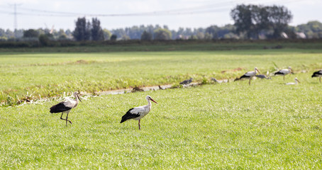 Obraz na płótnie Canvas Group of Ciconia storks fin a field in the Netherlands with one walking in the background