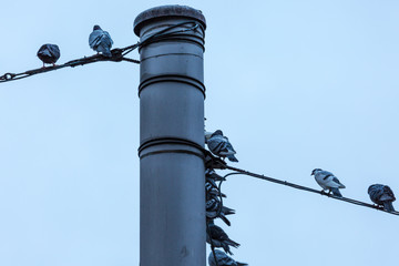 Fototapeta premium Pigeons on wire