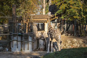 a sleepy giraffe in Riga zoo is chewing on something © jteivans