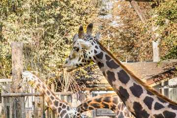 a sleepy giraffe in Riga zoo is chewing on something