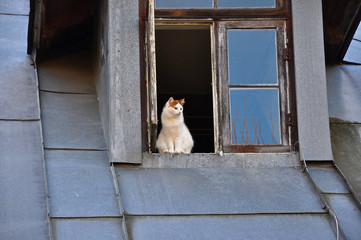 A cat is in a window