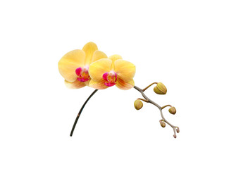 Fototapeta na wymiar Inflorescence of yellow vanda orchids flower blooming isolated on white background with clipping path
