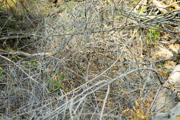 dry branch in the park