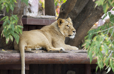 Naklejka premium Lioness. The lion is a predatory mammal, one of the four representatives of the genus Panthers.