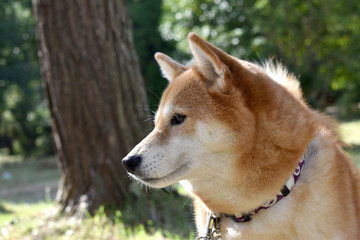 柴犬・横顔