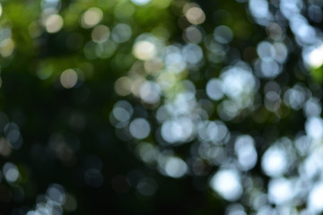 Obraz premium Background and bokeh. The images have beautiful lighting and circular blurred images suitable for the background. To shoot under a tree shade. Blurry images appear green and white reflecting a beautif