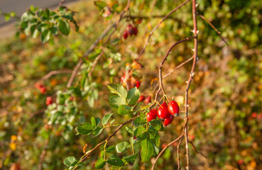 Elongated red rose hips shining in the autumn sunlight