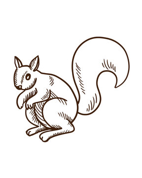Cute cartoon animals concept. Hand drawn forest fluffy squirrel.