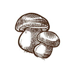 Autumn, fall mushrooms in grass. Edible wild mushrooms. Organic food.