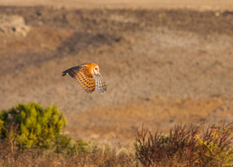 Barn Owl
