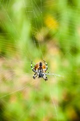 Spider on the web. multicolored yellow-green background.