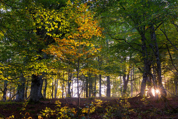 Beech forest at Entzia mountain range, Alava, Spain