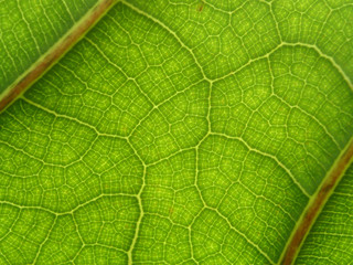 green leaf