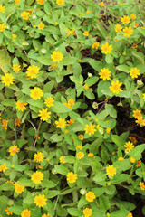Obraz premium メランポジウムの花畑