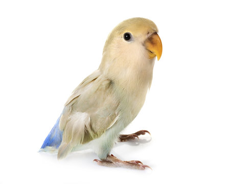 Lovebird in studio