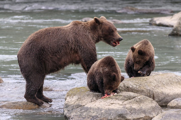 Mother bear fishing with cubs in Chilkoot river, Haines Alaska