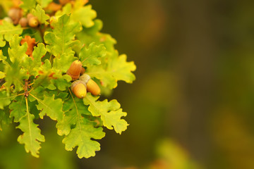 branches of acorn trees on a blurred background