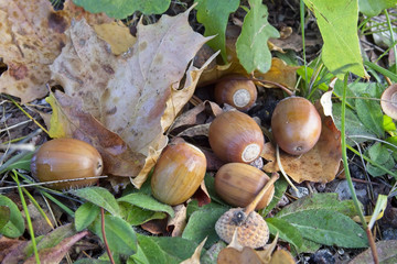Acorns on the ground © EsaHiltula