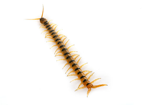 Scolopendra in studio