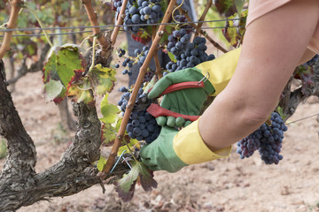 Hand picking of red grapes during harvesting season at Priorat wine making region, Tarragona, Spain.dng