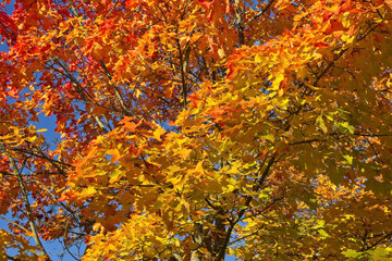 colourful maple leaves at autumn