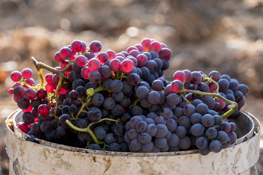 Harvested red grenache grapes during vintage season at Priorat wine making region, Tarragona, Spain