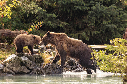 Mother bear fishing with cubs in Chilkoot river, Haines Alaska