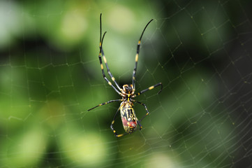 蜘蛛の巣