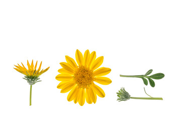 yellow gazania flowers isolated on white background