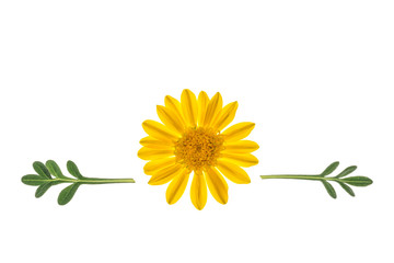 closeup of yellow gazania flower with leaves on white background