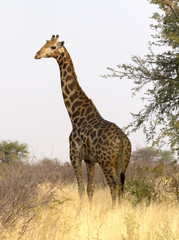 Adult giraffe in Namibia