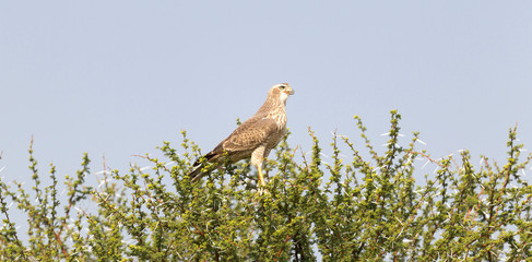 Pale Chanting Goshawk, Kalahari