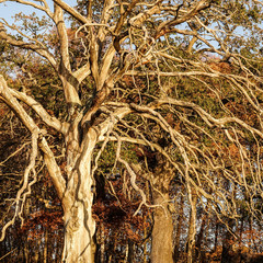 Big old dead oak at sunset.