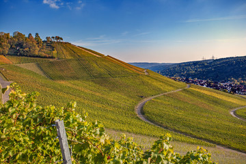 Weinberge bei Weinstadt Endersbach