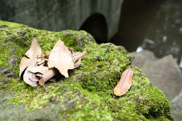岩と苔と落ち葉