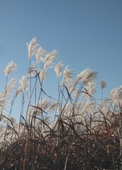 ornamental grass with seeds and fluffy blow-balls at autumn