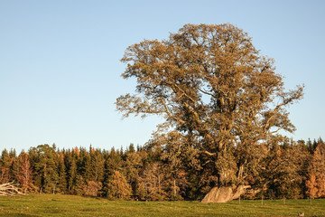 Big old oak at sunset.