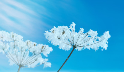 Crystal snow-flowers against the blue sky.