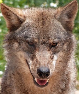 T&ecirc;te de Loup