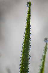 water drops from nature