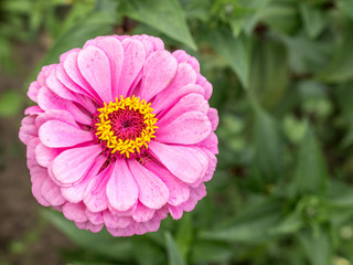 Pink zinnia blossom in blurred green leaves background