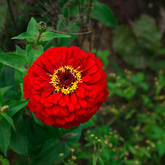Red zinnia in green background