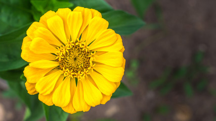 Yellow zinnia blossom in blurred green background