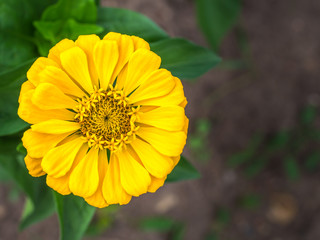 Yellow zinnia blossom in blurred green background