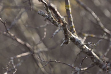 Nature concept. Image of branches without leaves. Autumn theme. Forest. Abstraction. Cropped shot, isolated, close-up, blurred, bokeh.