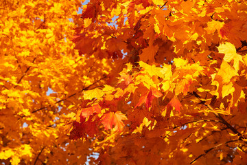 maple leaves in autumn