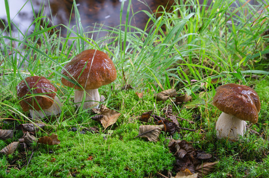 Penny bun (Boletus) mushrooms