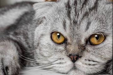 Lovable scottish fold cat.
