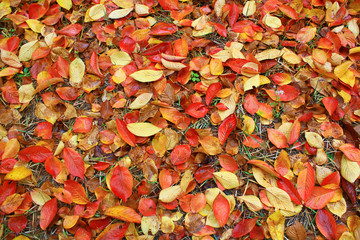 Autumn background. Wet maple leaves at rainy day. 
